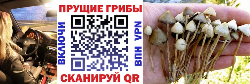где купить наркоту  Тавда  MEGA ONION  Псилоцибиновые грибы Psilocybe 